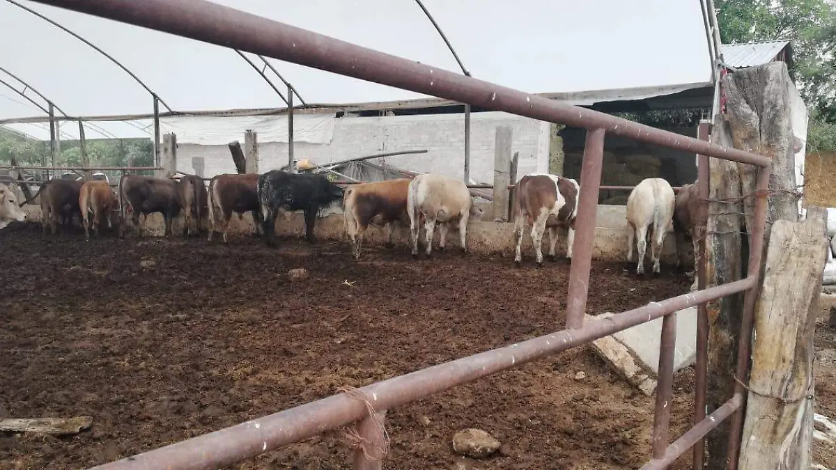 TERCERA PARTE DE LOS ANIMALES ROBADOS EN TEPANCO (2 COLS DE 6)